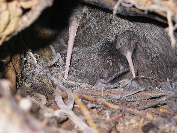 Kiwi with chick in burrow (P Graham)(copy)